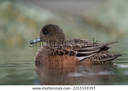 American Wigeon resting at seaside. They are medium-sized, rather compact ducks with a short bill and a round head. 