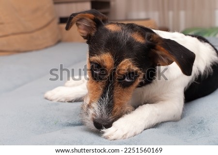 a jack russel mixed breed dog lying in studio against light background.