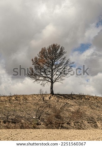 solitary black, dry, dead tree burned by fire from fires in summer due to heat wave and climate change. At the foot the dry land with remains of dead, dry and burned vegetation