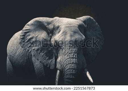 Close-up of an elephant isolated on clean dark background looking at camera, with space for text. Serengeti park, Tanzania.