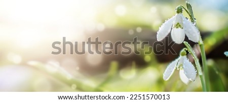 spring flowering white in sunshine, Common Snowdrop flowers with Water Drops in Spring Forest. Galanthus nivalis on banner. Easter background. Soft focus. Defocused Royalty-Free Stock Photo #2251570013