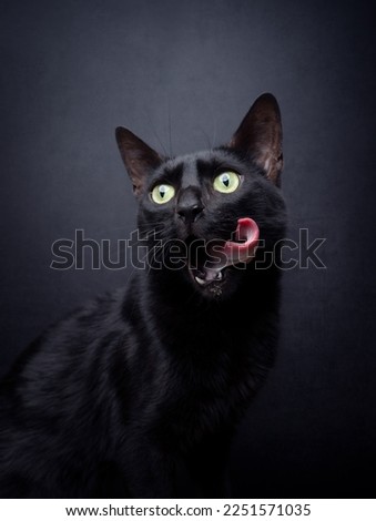 black cat on black background with hungry eyes mouth licking portrait