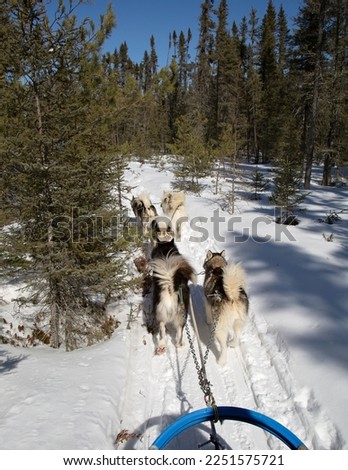 Dogsled team pulls dogsled in boreal forest of northern Minnesota.