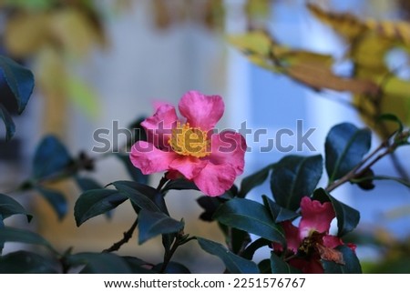 Soft selective focus of Camellia sasangua known as common camellia with green leaves in the garden, Natural floral background.
