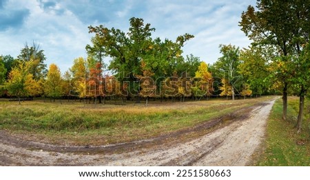 Walk along a country path in the forest with colorful autumn foliage on a windless day in early autumn. A long forest path through the trees. Ukraine.