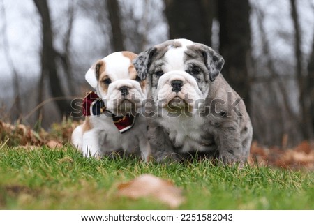 Adorable wrinkly baby English Bulldogs two best friends 