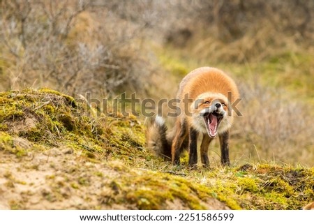 Angry Red Fox Standing in A Natural Background Screaming