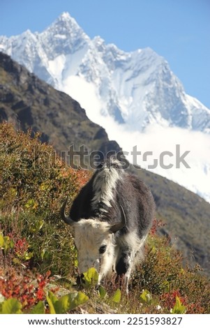 Mountain Yak eating grass , seen during Everest Base Camp Trekking in Nepal, asia, Photo taken on September 2022