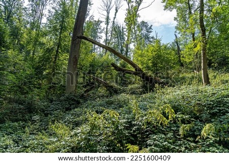 In the middle of the green forest Royalty-Free Stock Photo #2251600409