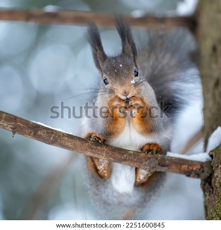 a squirrel with a face in the snow eats a nut and balances on a branch on its hind legs with blurred bokeh background