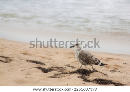 Sea Bird Walks on a Sandy Beach
