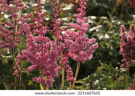 Astilbe chinensis Visions in Pink Plants and Perennials Royalty-Free Stock Photo #2251607635