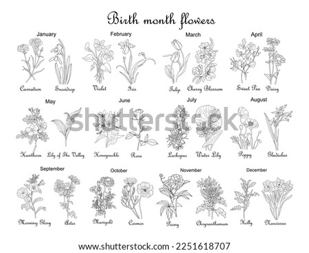 Birth month flowers line art vector illustrations. Carnation, daffodil, larkspur, honeysuckle, tulip, lilies, peony, cosmos hand drawn black ink illustrations. Modern design for jewelry, tattoo, logo.