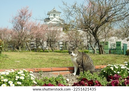 Cat living in Nagahama-jo castle park at cherry blossom season