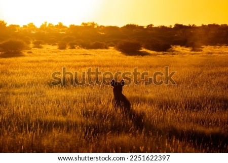 Silhoutte hyaena in morning golden light