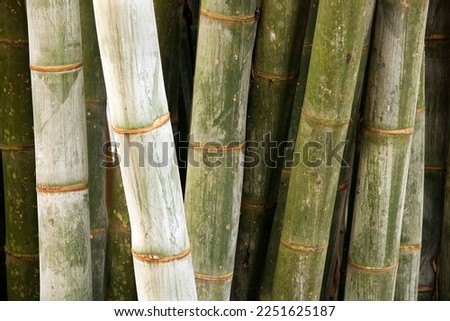 Bamboos are a diverse group of evergreen perennial flowering plants making up the subfamily Bambusoideae of the grass family Poaceae. Giant bamboos are the largest members of the grass family.