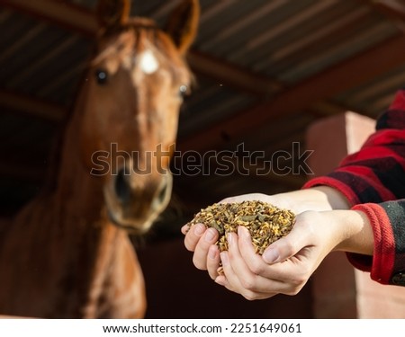 Crop hands of faceless female holding horse feed with corn, barley, oats grain in front of brown horse at stables Royalty-Free Stock Photo #2251649061