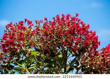Brilliant red Blossoms of ornamental  Eucalyptus ficifolia West Australian scarlet flowering gum tree in early summer attracts native birds and honey bees to the sweet nectar. Royalty-Free Stock Photo #2251660965