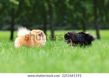 Two dogs of pomeranian spitz breed eating fresh green grass outdoors at summer