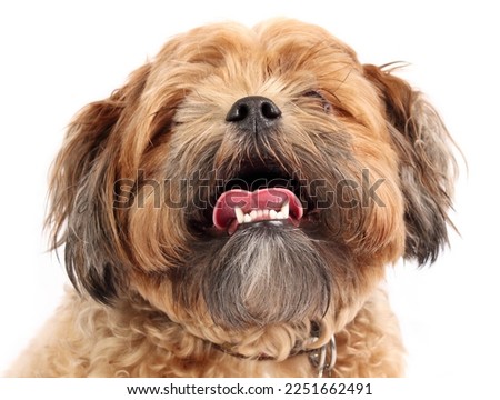Zuchon dog face with tongue sticking out while looking up. Small brown dog panting with mouth open. Breathing problem in flat-face dog breed. 3 years old male Shichon, Shih Tzu-Bichon. Selective focus Royalty-Free Stock Photo #2251662491