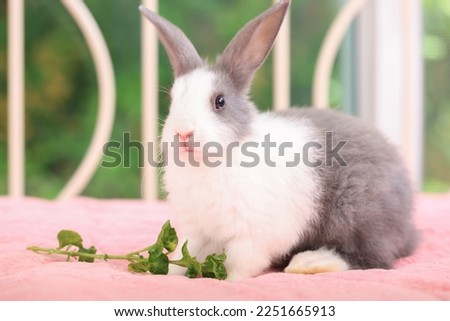 Lovely new born bunny easter rabbit relaxing in living room with flowers garden background. Fluffy baby rabbit, lovely mammal with beautiful bright eyes in nature life. Animal easter symbol concept.