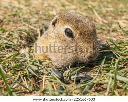 Gopher on the grassy lawn is peeking out of his hole. Close-up