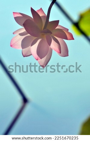 Blossoming lotus flower in pond