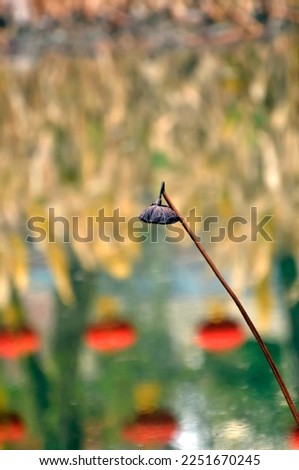 Blossoming lotus flower in pond