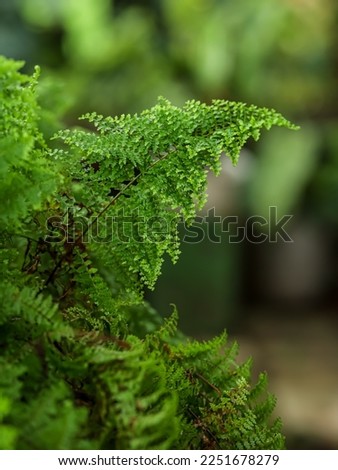 Fern Picture, Macro Photography of Fern, Green Background