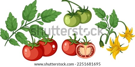 Set of of tomato plant and fruit element isolated illustration
