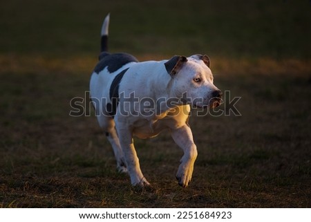 A BLACK ADN WHITE PITBULL WITH A NICE EYE WERING A COLLAR AT THE DOG PARK ON CAMANO ISLAND WASHINGTON