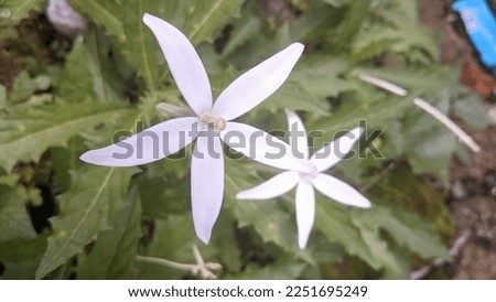 kitolod flowers grow wild white