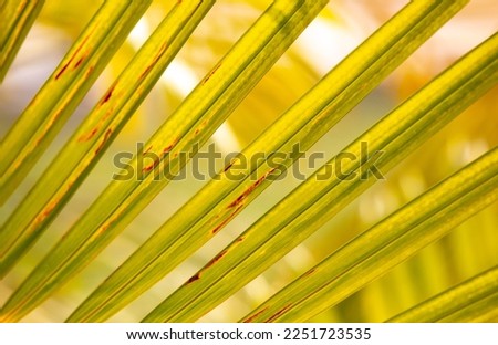 Palm leaves as an abstract background. Texture.