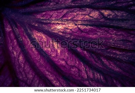 Natural background of leaf vein with purple color effect and vignetted for the dark backdrop and text design. Mystic concept.