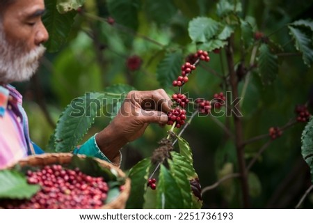 Farmers harvesting Coffee beans of Arabica tree on Coffee tree, Coffee bean single origin worlds class specialty.Agriculturist harvesting Robusta and Arabica coffee berries by hands Royalty-Free Stock Photo #2251736193