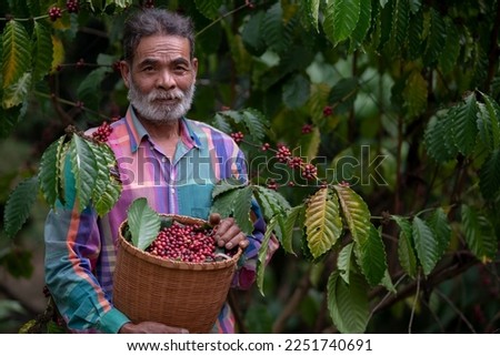 Farmers harvesting beans of Arabica coffee tree on Coffee tree, Coffee bean single origin worlds class specialty.Agriculturist harvesting Robusta and Arabica coffee berries by hands