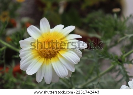 Beautiful flower photos
Flowers are fragrant, beautiful and colorful, and they keep your mind afresh.