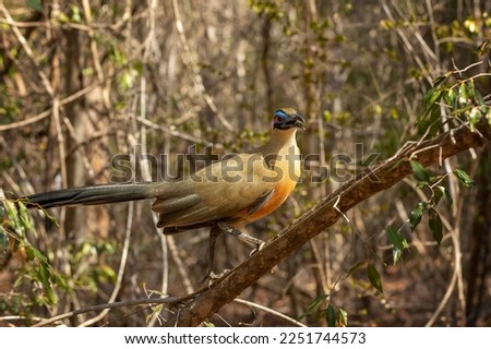 Giant coua (Coua gigas) is a bird species from the coua genus in the cuckoo family that is endemic to the dry forests of western and southern Madagascar, Kirindy Forest, Madagascar wildlife animal Royalty-Free Stock Photo #2251744573