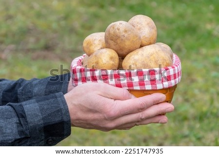 Men's hands hold a basket of potatoes against a background of greenery, close-up. Concept: farmer's early harvest, ecological products.