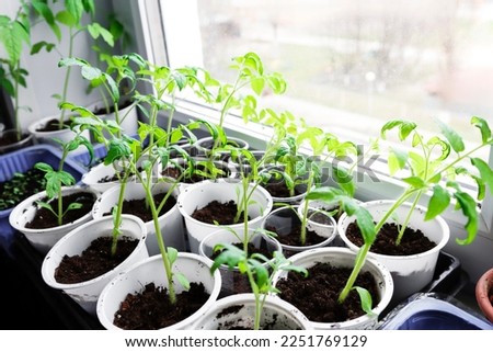 Growing vegetables on the windowsill in the house, young tomatoes in pots on the window. Healthy seedlings, hobby gardening. Royalty-Free Stock Photo #2251769129