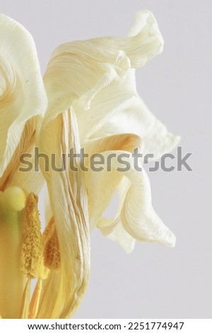Dried white tulip flower bud close up. Minimal floral card.Botanical poster Royalty-Free Stock Photo #2251774947