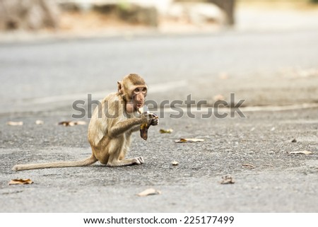  hungry monkey eating a banana