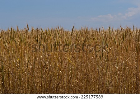 looking up to a young cereal crop with clouds in sky