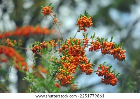 Firethorn pyracantha, orange, berries, fruits Royalty-Free Stock Photo #2251779861