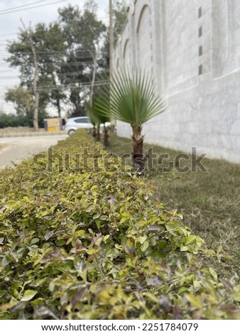 Beautiful weather and photo of plants, grass and trees beautiful nature fresh air while taking pictures of green grass and dates plant and car in the background on the road is nice  Very clean