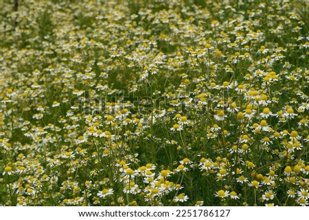 Natural background with chamomile flowers in summer field, homeopathic treatment concept