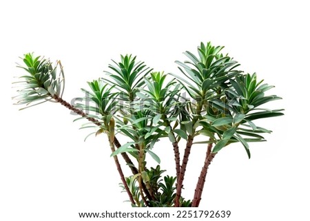 Euphorbia myrsinites plant, common name creeping spurge, donkey tail, myrtle spurge isolated on white background Royalty-Free Stock Photo #2251792639