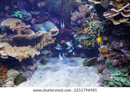 Fishes and Corals inside a Big Blue Aquarium Tank. Royalty-Free Stock Photo #2251796985