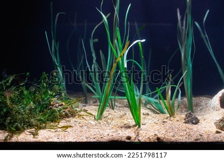 Algae, Sand and Underwater Plants inside an Aquarium.