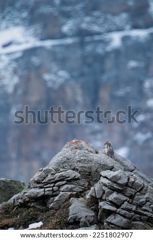 Squrrel sitting on a rock at the Valley of Ten Peaks track. High mountain in the backdrop. Banff National Park, Canada. Vertical format.  